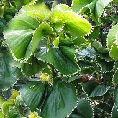 Acalypha Green Plant